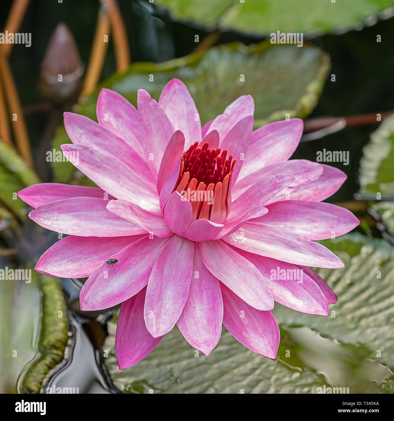 Pink Water Lily blooming con un poco mosca sentada sobre un pétalo Foto de stock