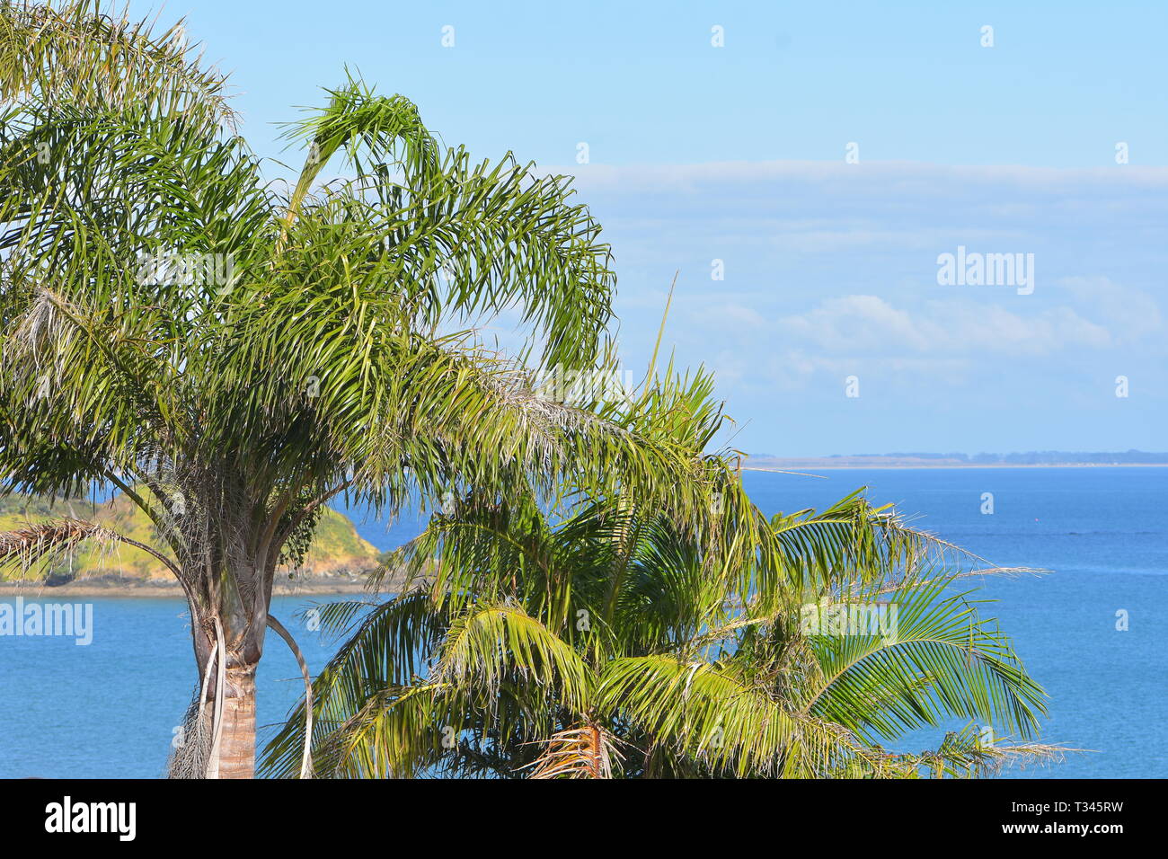 Palmeras en las copas de los árboles con el azul del océano y el paisaje  lejano en el fondo Fotografía de stock - Alamy