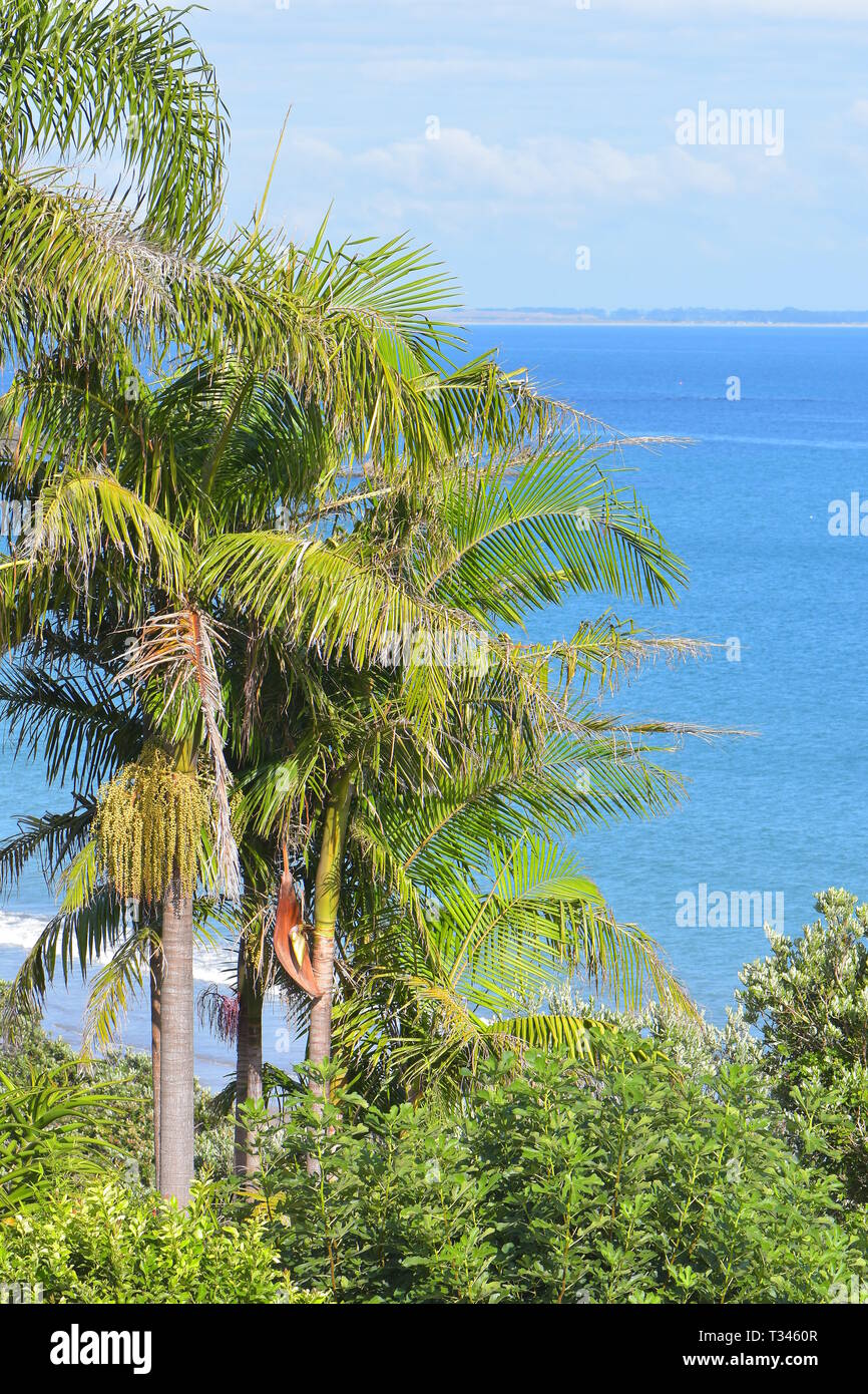 Visión vertical de palmeras en las copas de los árboles con el azul del  océano y el paisaje lejano en el fondo Fotografía de stock - Alamy