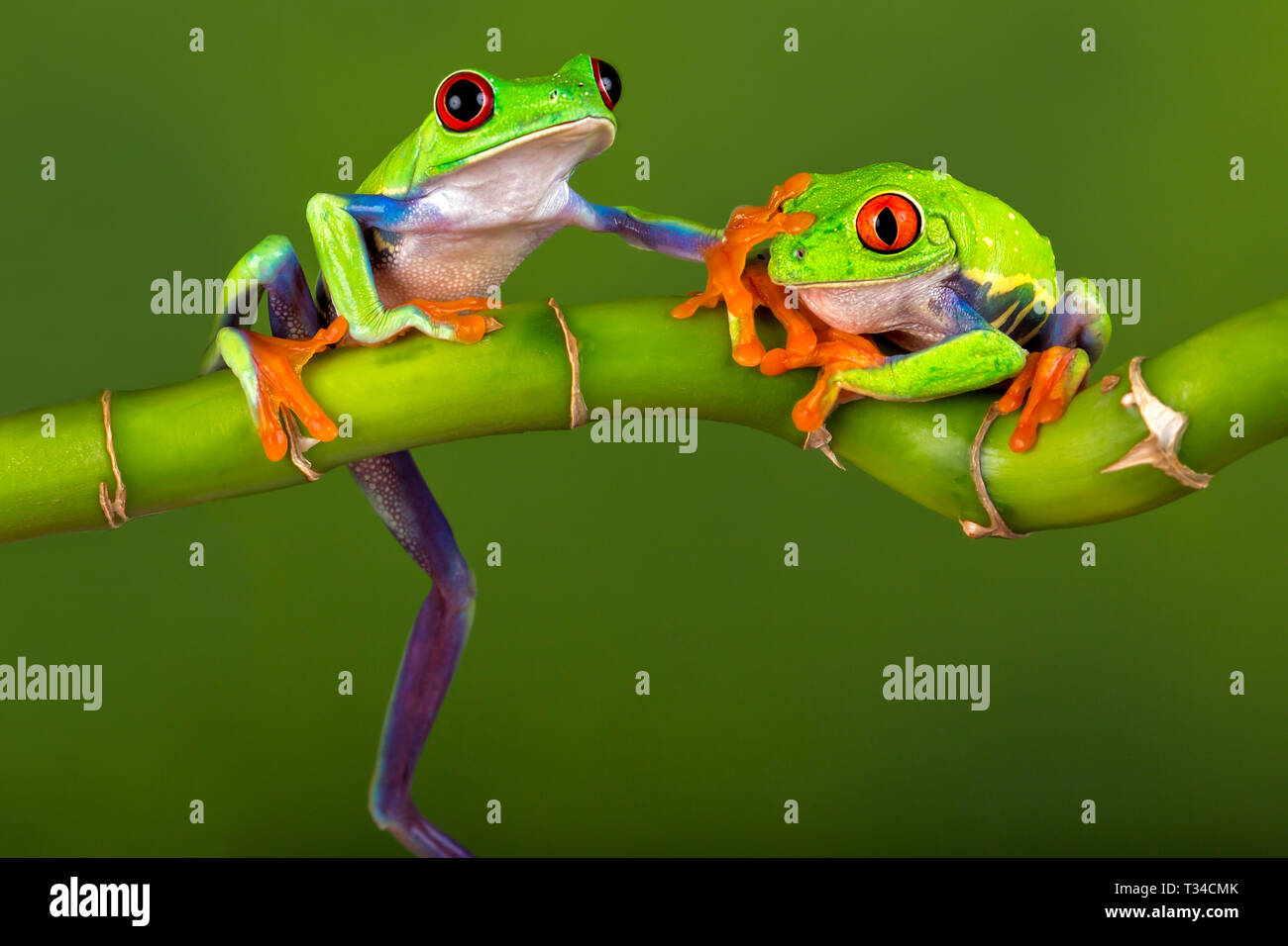 Una red eyed Tree Frog se nos dice que no diga nada - "mantener ese secreto', o quizás simplemente para hablar 'Stop' ! Con la liberación. Foto de stock