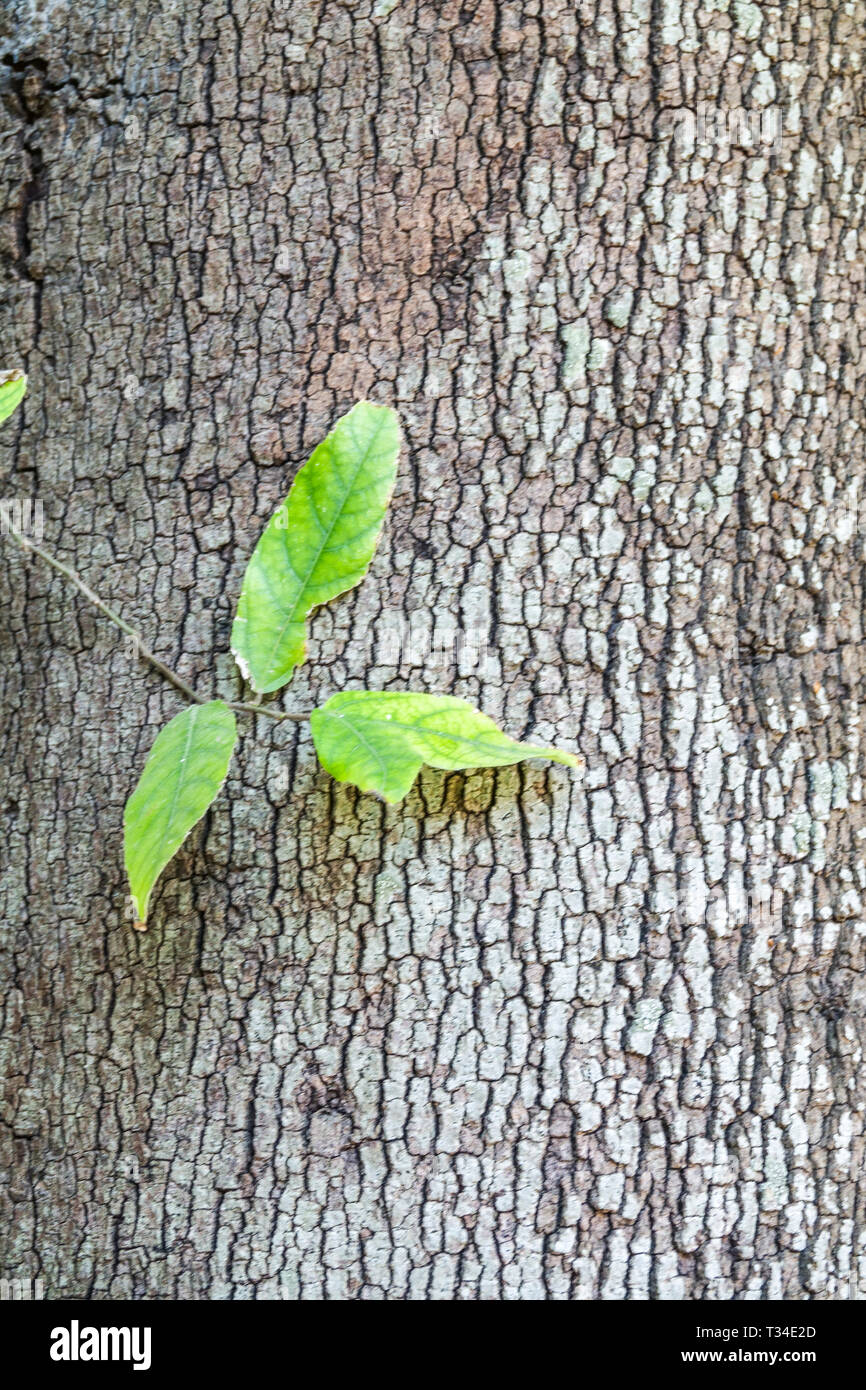 Textura de corteza de árbol, tronco de árbol hojas Foto de stock