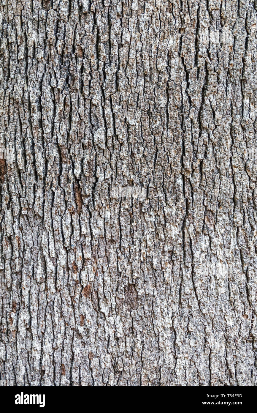 Textura de corteza de árbol, tronco de árbol Foto de stock