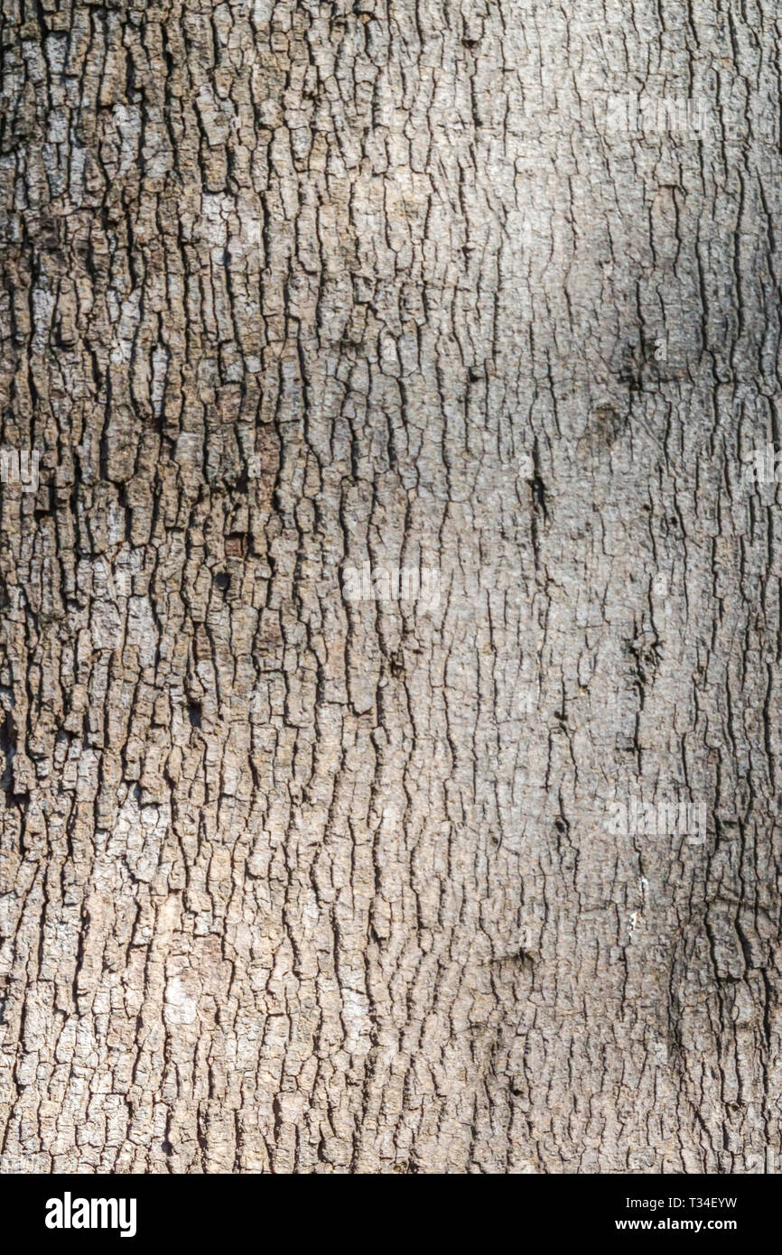 Brachychiton roseus, textura de corteza de árbol, tronco de árbol Foto de stock