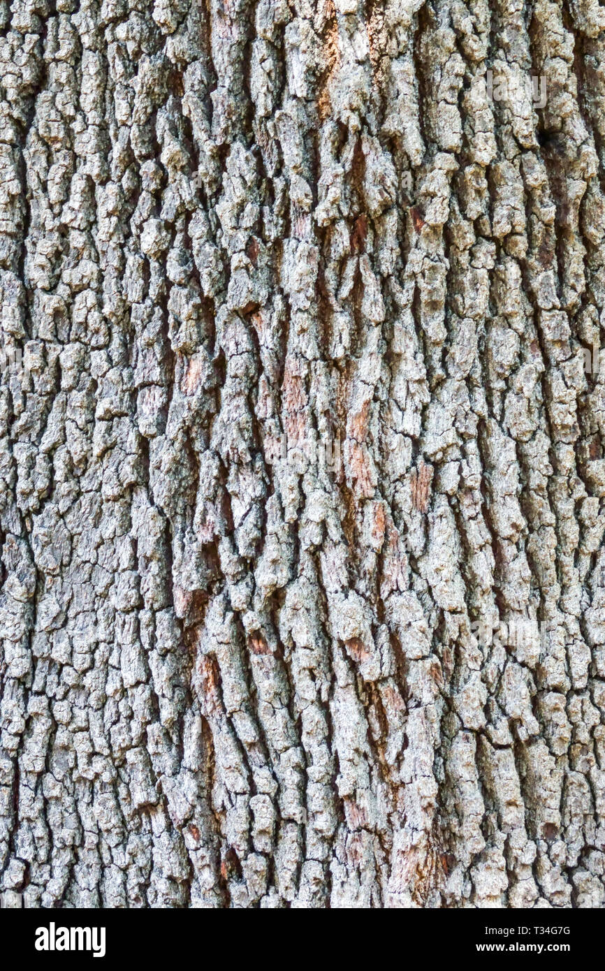 Live Oak, Quercus virginiana, textura de corteza de árbol, tronco de árbol Foto de stock