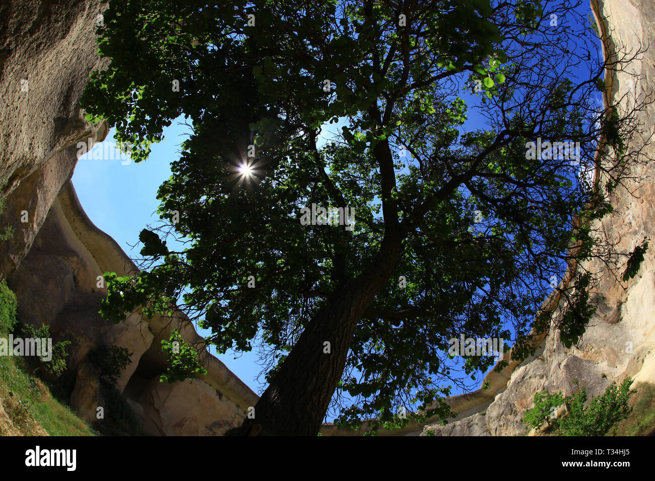 Ángulo de visión baja de un árbol, Turquía Foto de stock