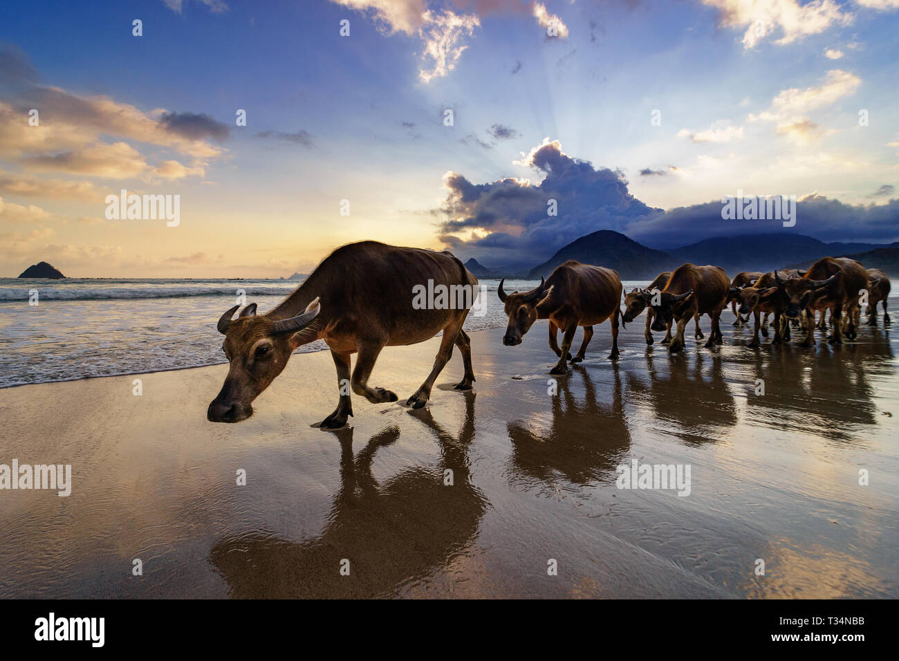 La manada de búfalos caminando Selong Belanak beach, Lombok, West Nusa Tenggara, Indonesia Foto de stock