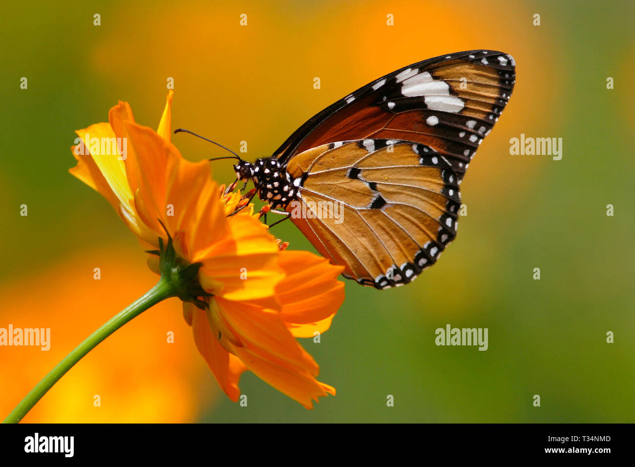 Mariposa en una flor fotografías e imágenes de alta resolución - Alamy