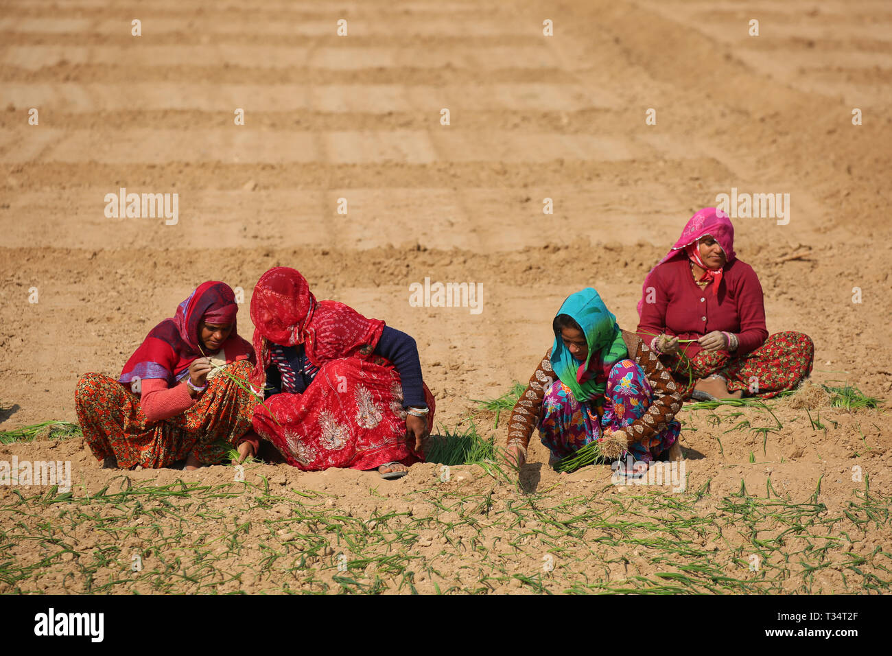 Los agricultores indios que trabajan en el campo - Paisaje de Rajasthan, India agricultura Foto de stock