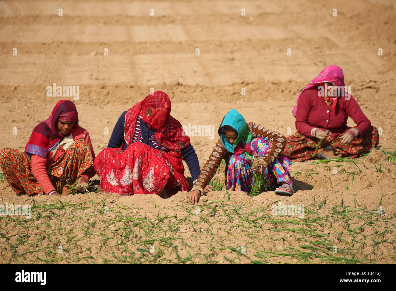 Los agricultores indios que trabajan en el campo - Paisaje de Rajasthan, India agricultura Foto de stock