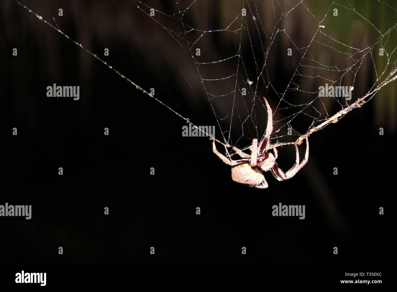 Huntsman spider on web araña australiana grande sobre stock web mojado, foto, fotografía, imagen, imagen Foto de stock