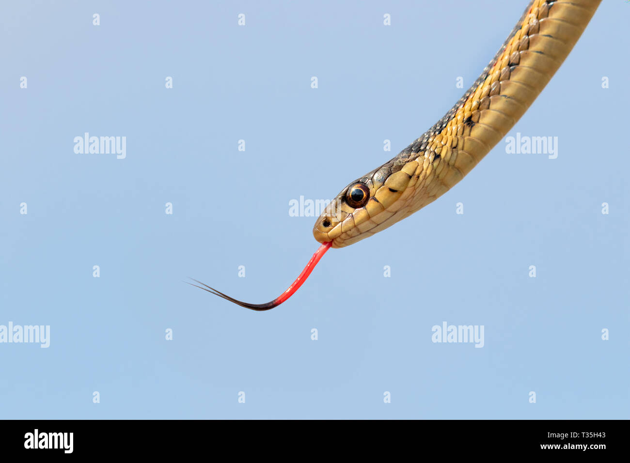 Garter Snake común (Thamnophis sirtalis) con la lengua afuera, Iowa, EE.UU. Foto de stock