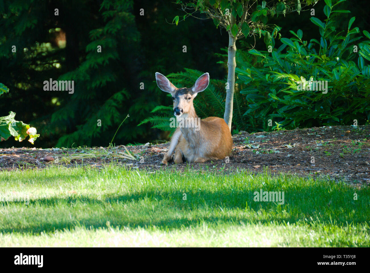 Ciervo en el patio trasero en Surrey, Columbia Británica, Canadá Foto de stock