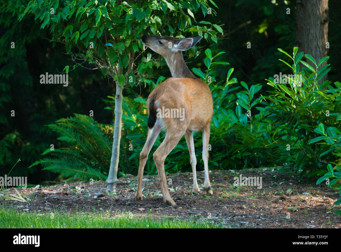 Ciervo en el patio trasero en Surrey, Columbia Británica, Canadá Foto de stock