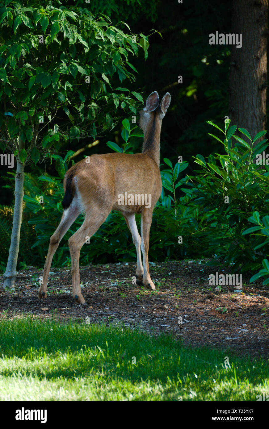 Ciervo en el patio trasero en Surrey, Columbia Británica, Canadá Foto de stock