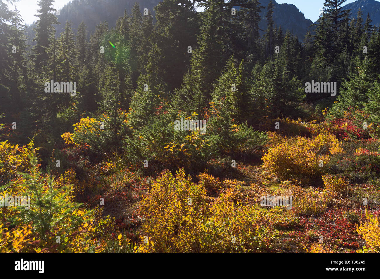 Otoño colorido bosque en el norte de las Montañas Cascade Foto de stock