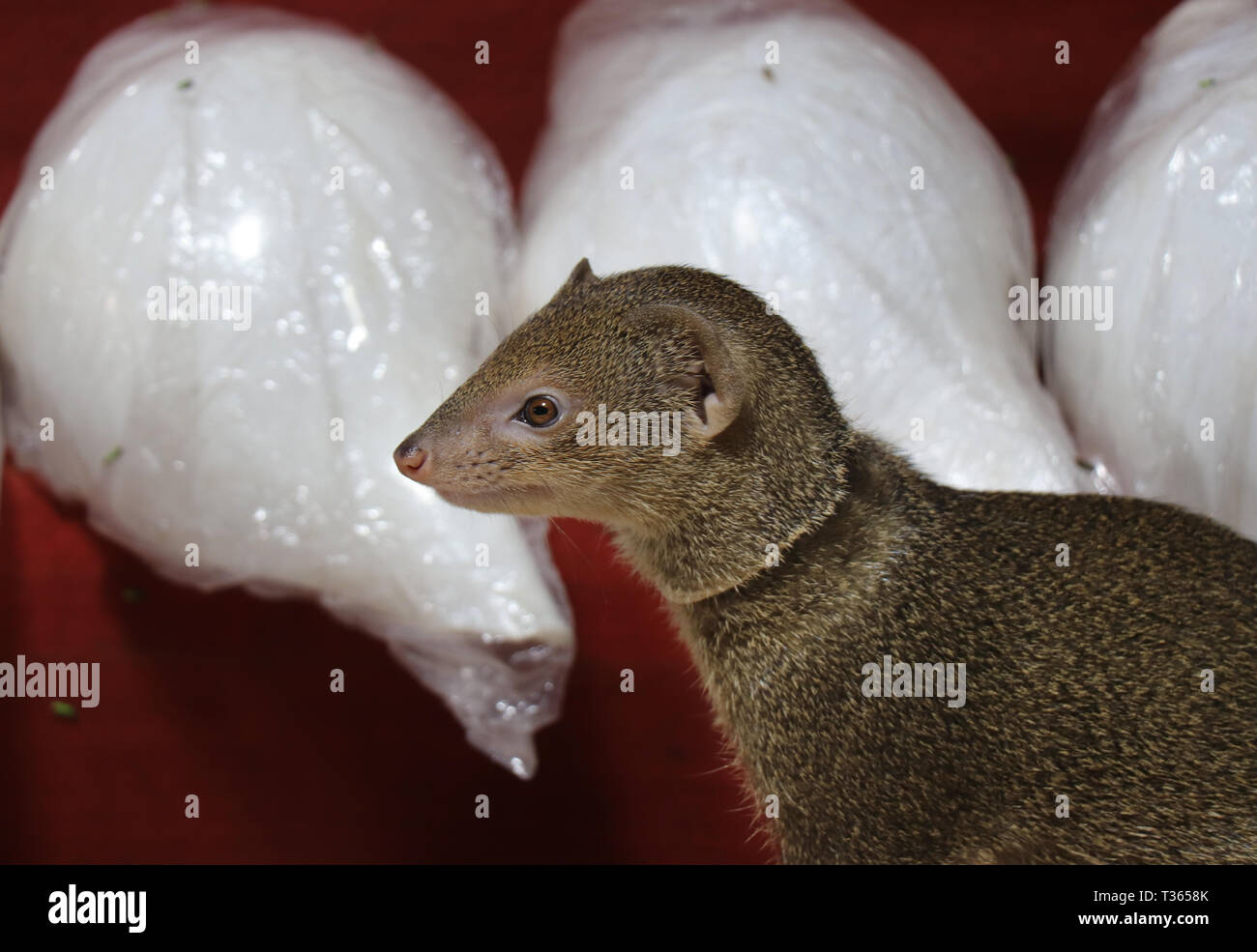 Lindo meloncillo. La Mangosta en una tienda encontrar insectos para