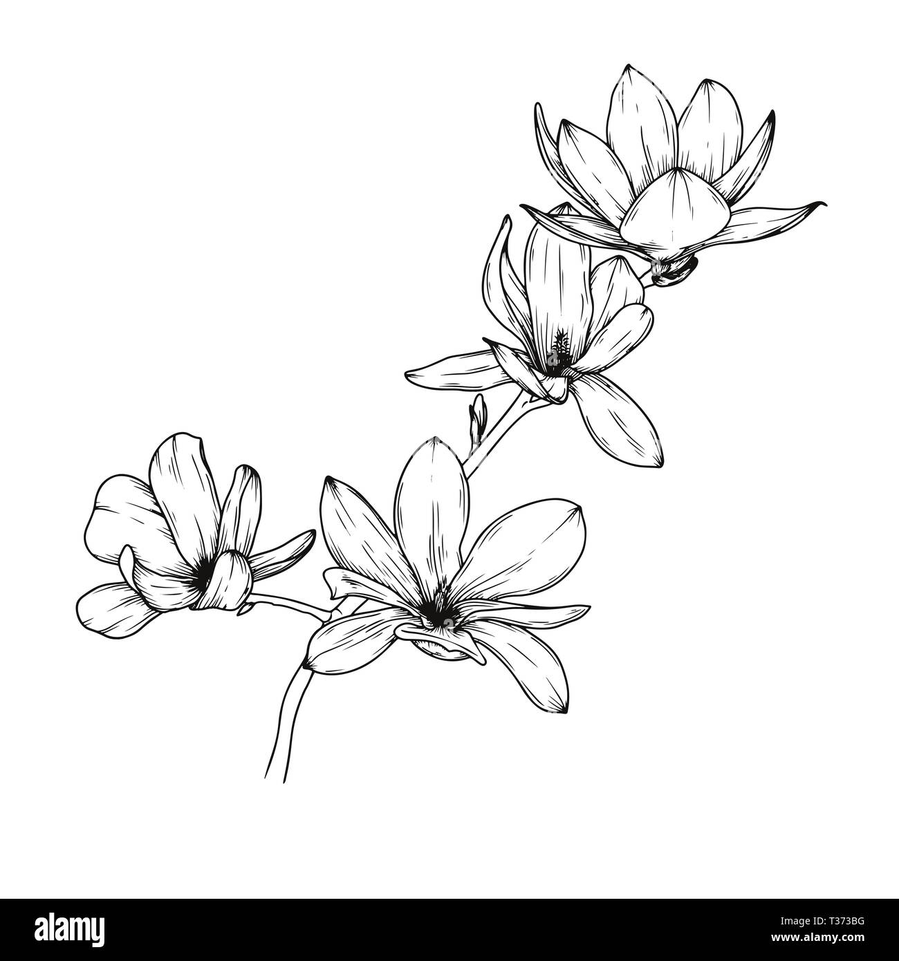 Magnolia flores. Dibujo realista de un Blooming Flower. Ilustración