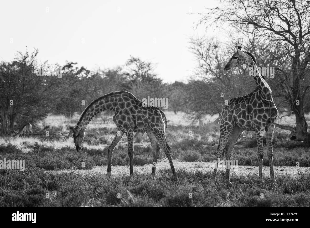 Jirafa - Giraffa giraffa, safari en el Parque Nacional de Etosha, Namibia, Africa. Cute miembro de cinco grandes de África. Foto de stock