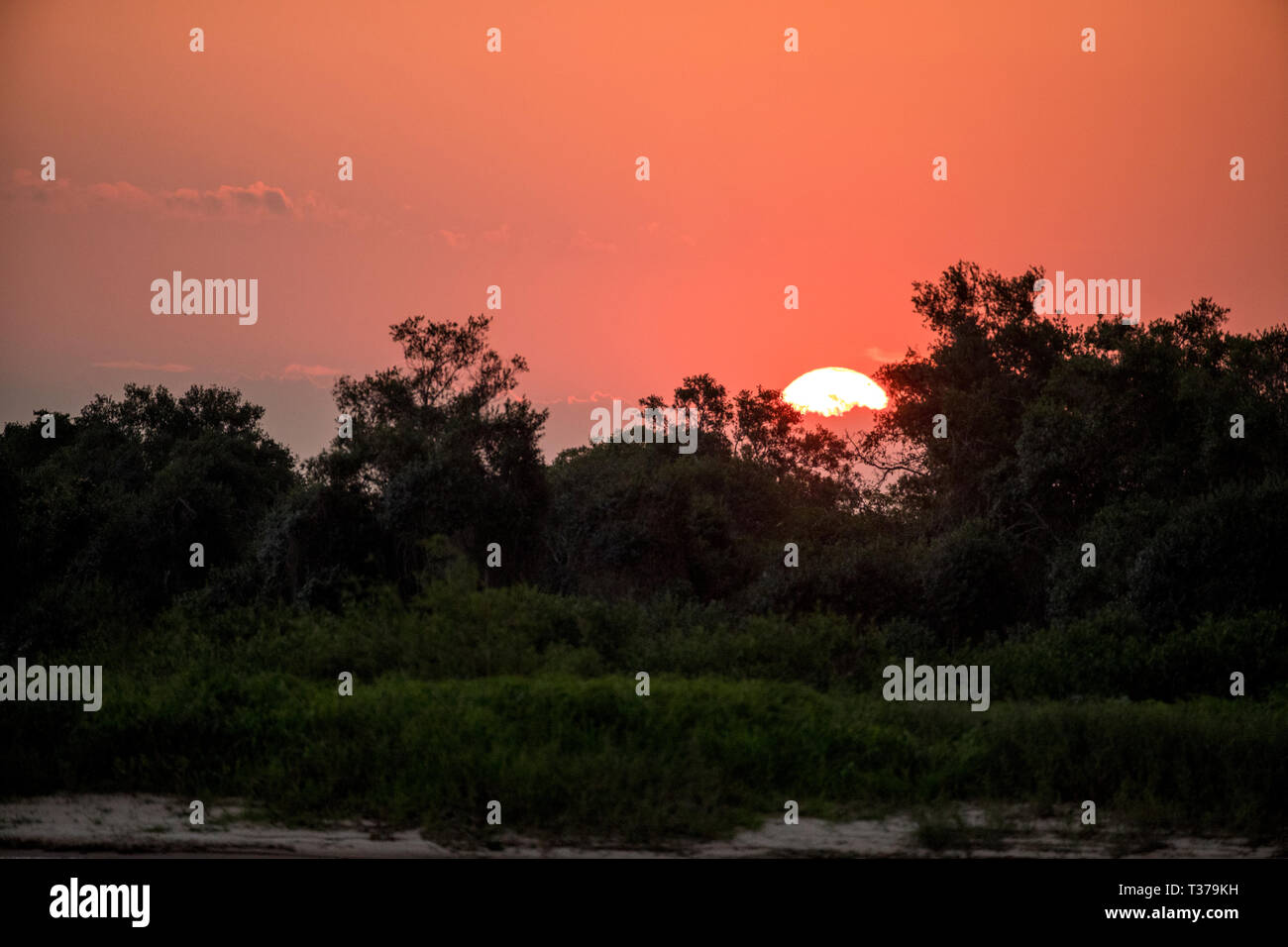 Atardecer en los humedales, el Pantanal de Mato Grosso, Mato Grosso, Brasil Foto de stock