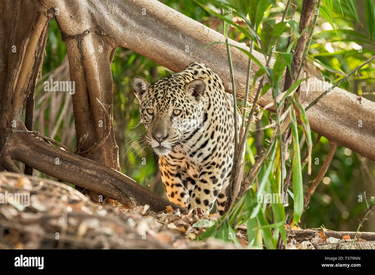 Jaguar, el jaguar (Panthera onca), el Pantanal de Mato Grosso, Mato Grosso, Brasil Foto de stock