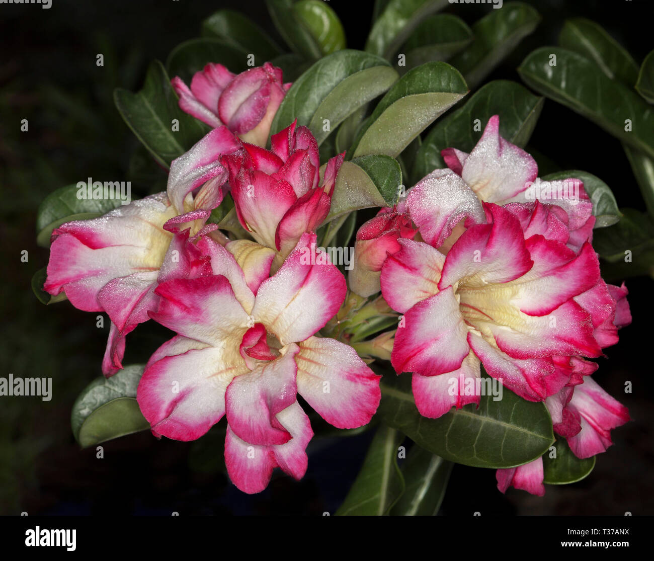 Details 152 flor del desierto negra Abzlocal.mx