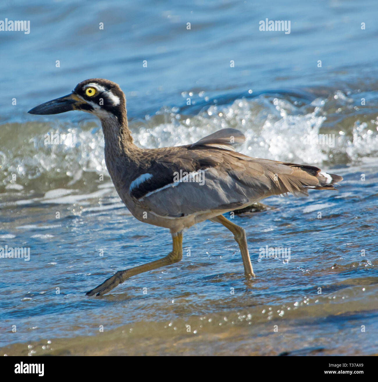 Hermosa y Playa inusual piedra-curlew / grueso-Rodilla, Esacus magnirostris, vadeando en el agua azul con olas salpica a playa en Qld Australia Foto de stock