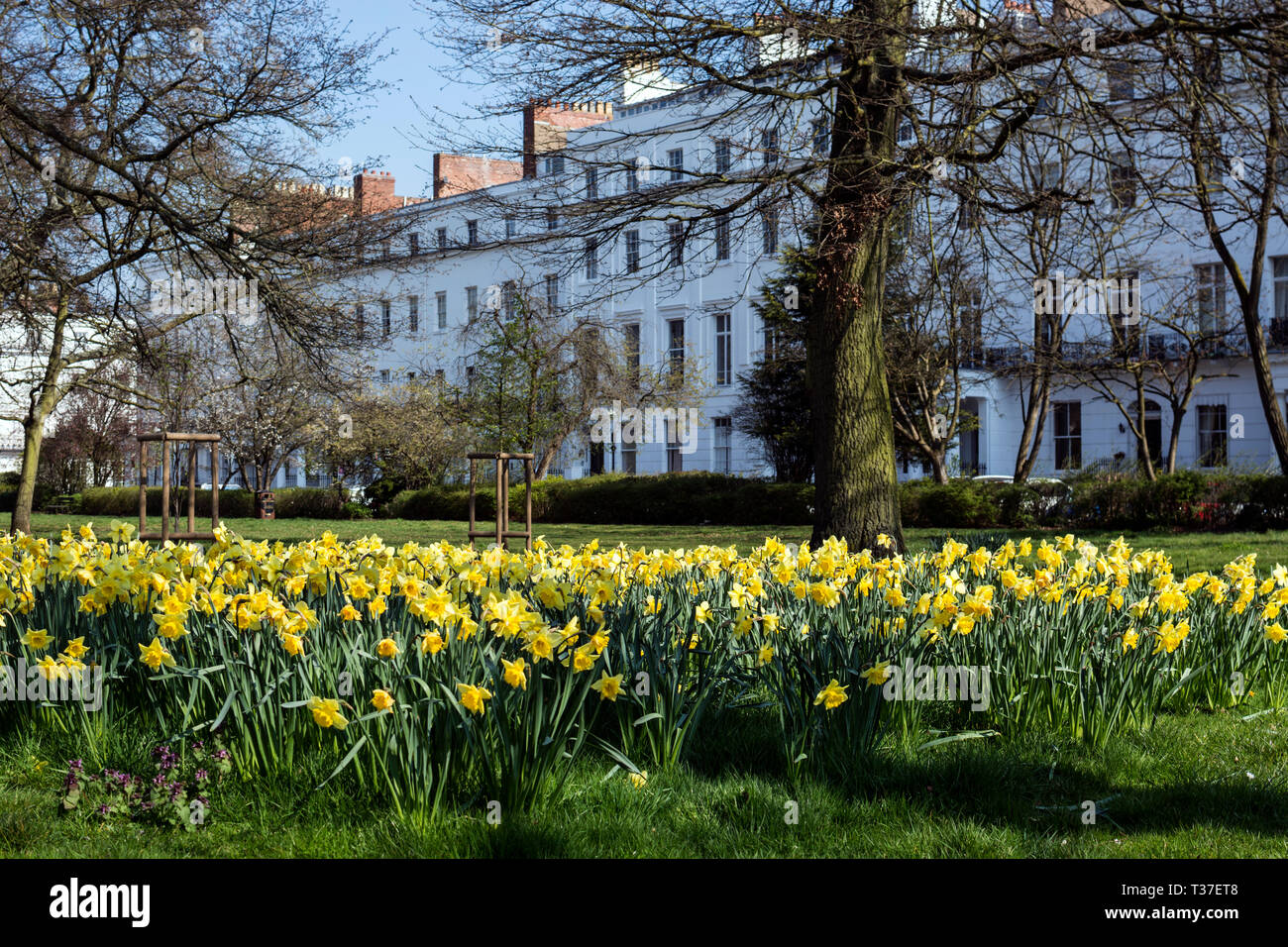 Narcisos en primavera, Clarendon Square, Leamington Spa, Warwickshire, Inglaterra, Reino Unido. Foto de stock