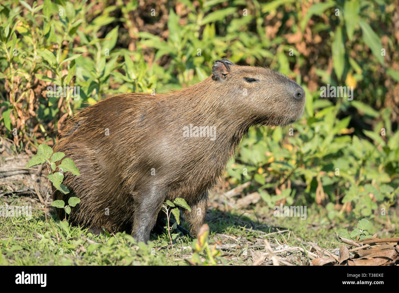 Hembra capibara, Hydrochoerus hydrochaeris, el Pantanal de Mato Grosso, Mato Grosso do Sul, Brasil Foto de stock