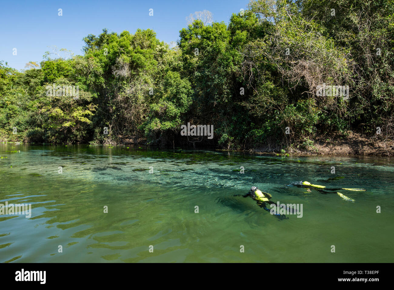 Buceo en el Río Formoso, el Pantanal de Mato Grosso, Mato Grosso, Brasil Foto de stock