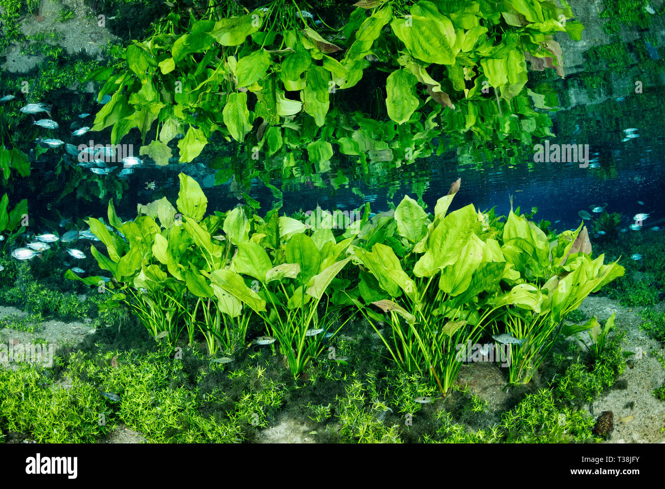 Plantas submarinas en Nascente Nascente Azul, Azul, Mato Grosso do Sul, Brasil Foto de stock