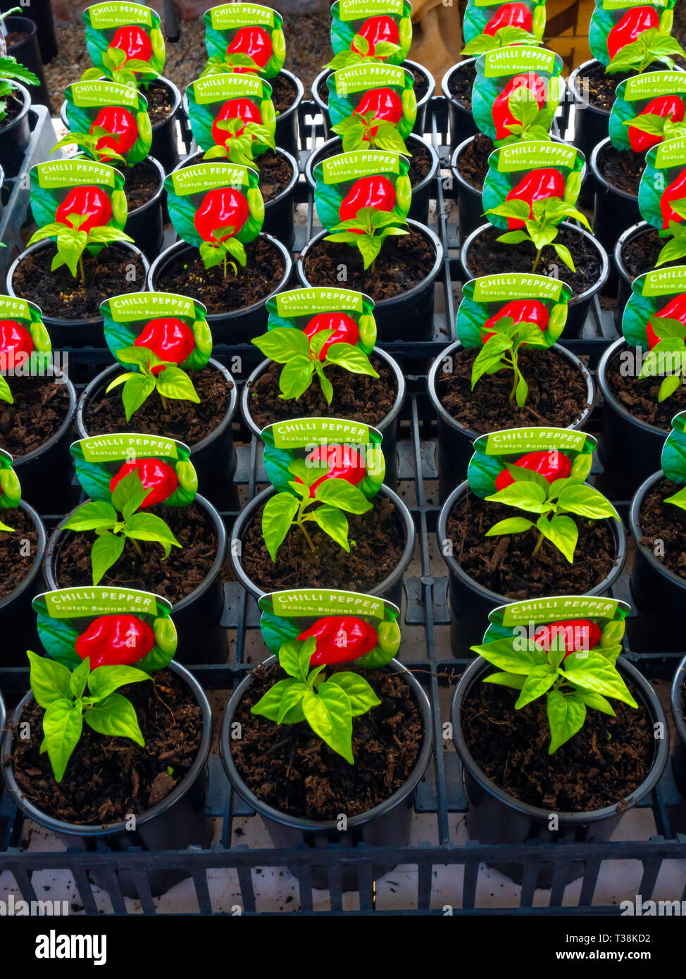 Plantas jóvenes de guindilla fotografías e imágenes de alta resolución -  Alamy