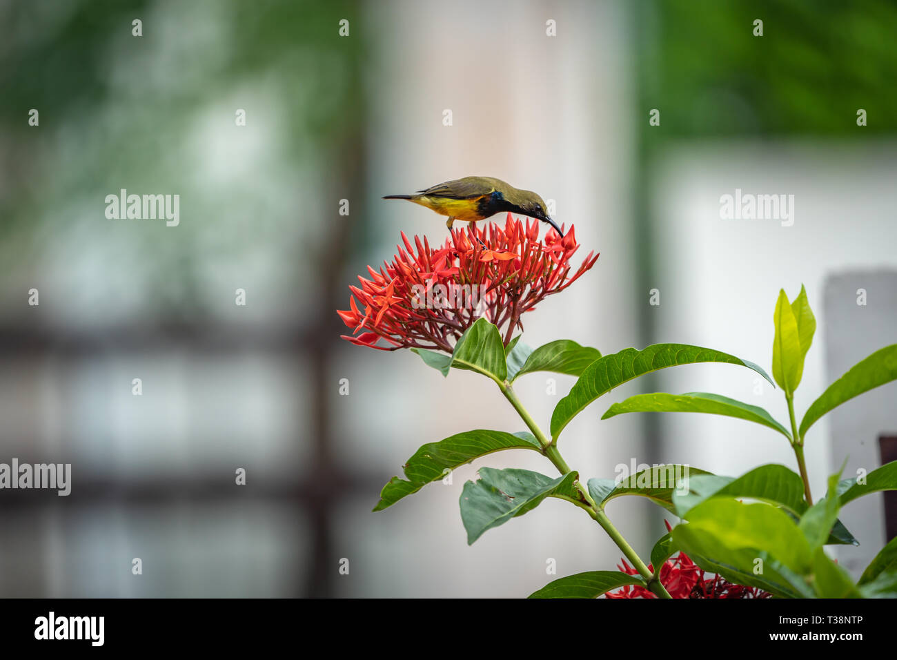 Pequeño pájaro tratando de probar el jugo de la flor en el pico rojo ramo  de flores Fotografía de stock - Alamy