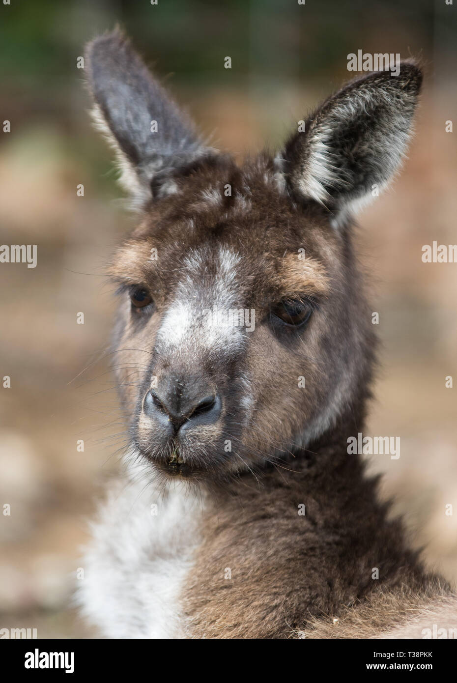 Canguro con bebé cachorro en la bolsa australiana, retrato animal  Fotografía de stock - Alamy