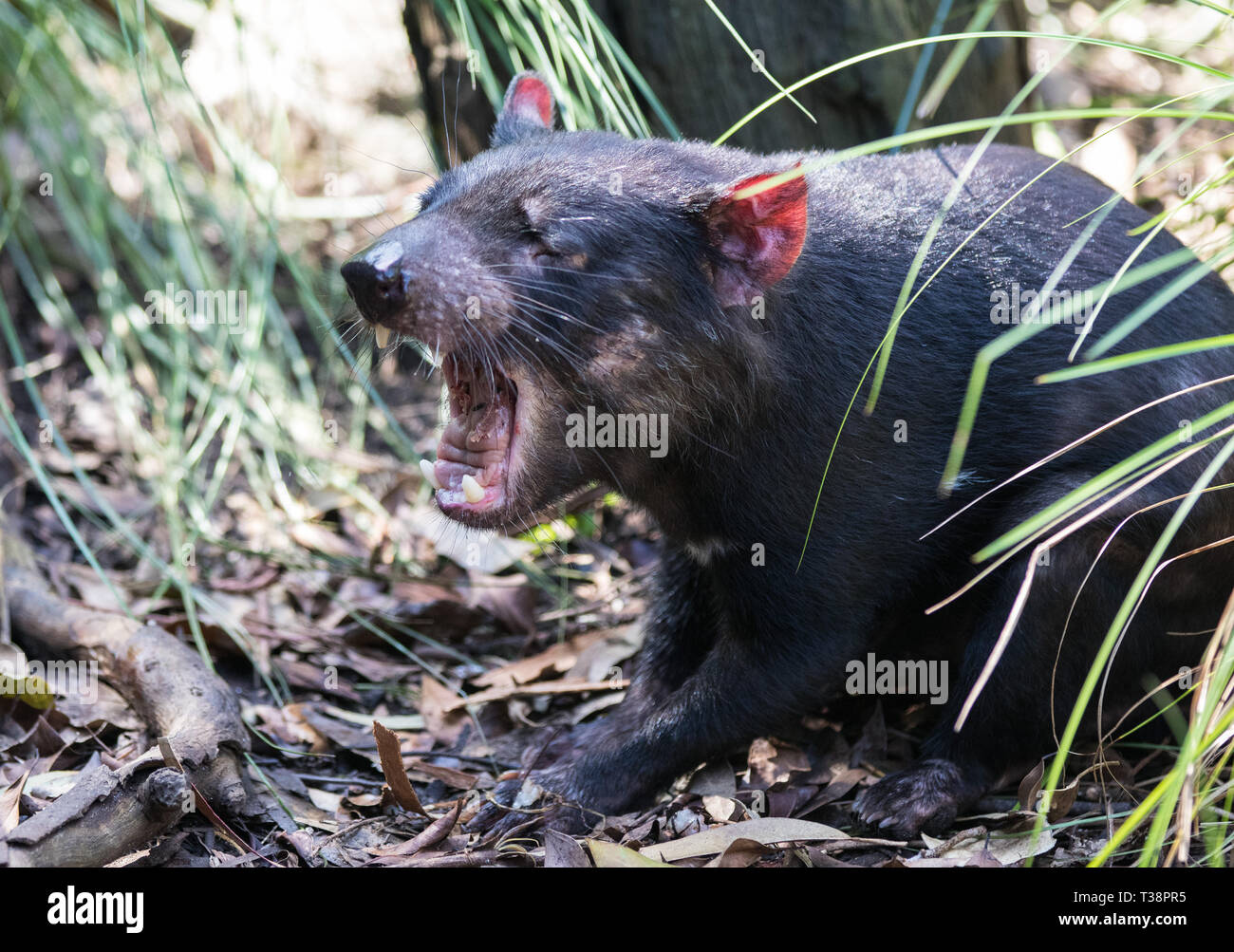 Closeup retrato de la enojado el diablo de Tasmania Sarcophilus ...