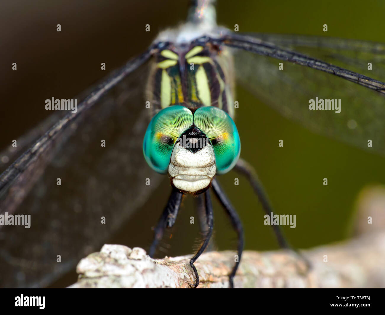 Macho Azul raspador dragonfly Pachydiplax longipennis, macro. Foto de stock