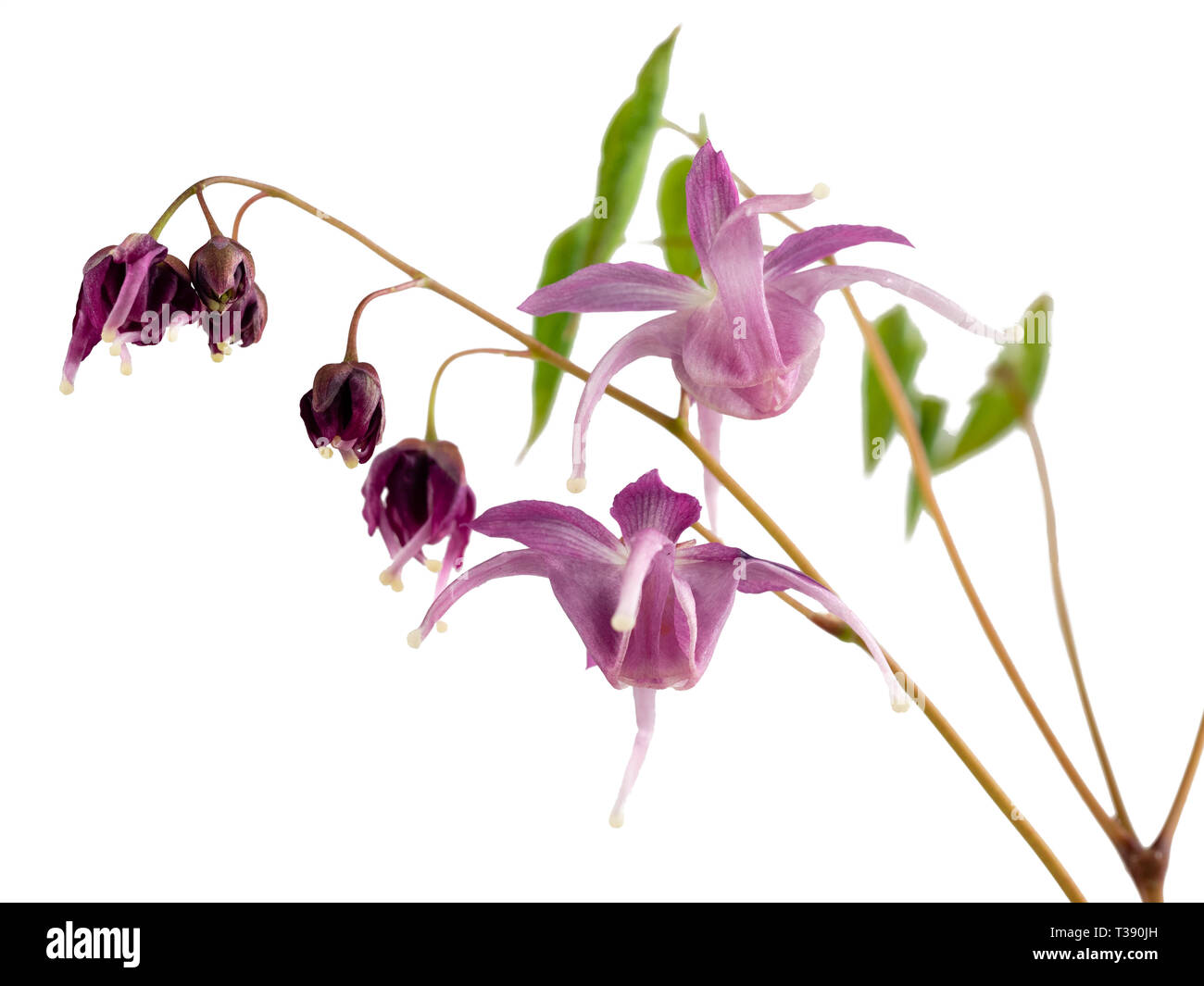 Violeta, lila y flores de la planta perenne robusta Epimedium Buckland "Spider", un cruce entre E.koreanum y E.grandiflorum Foto de stock