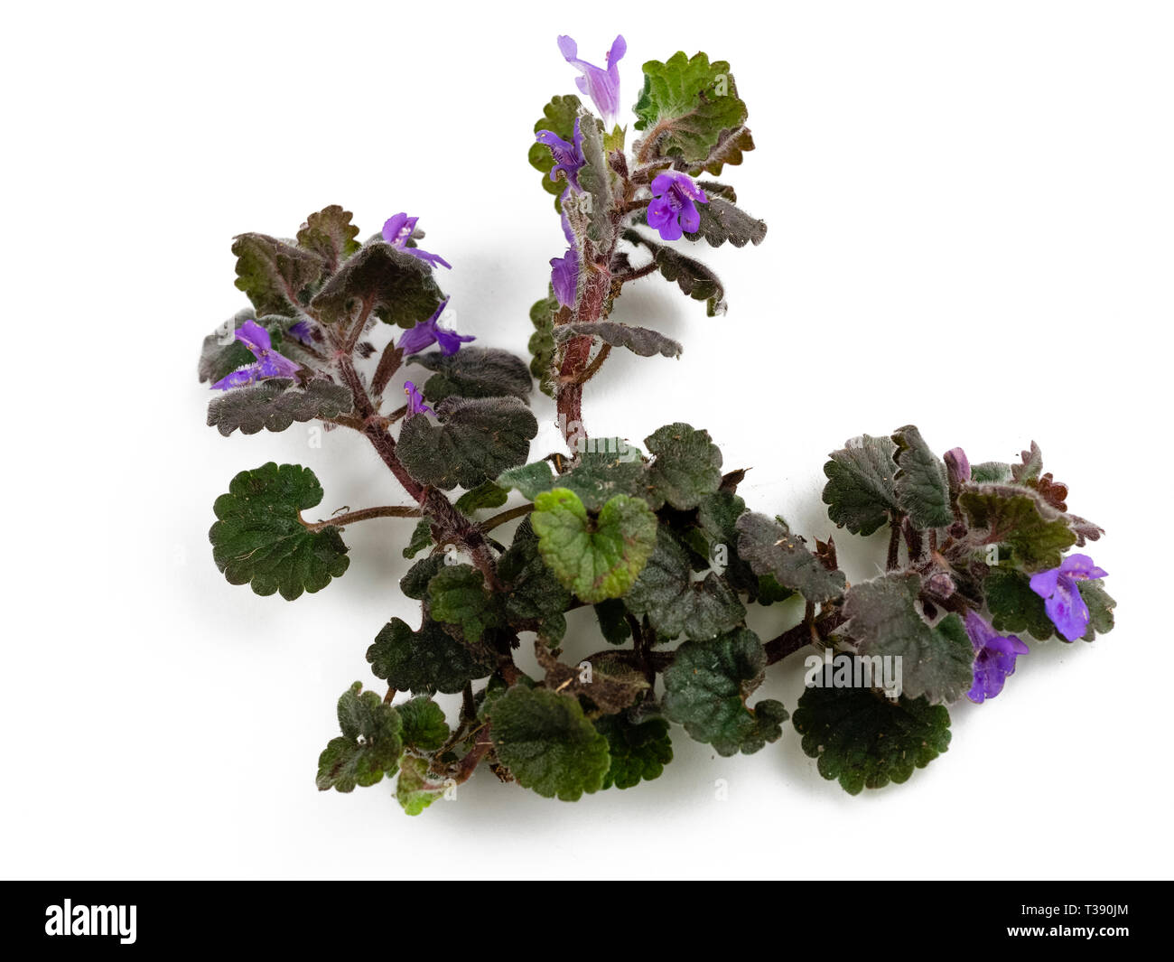 Los tallos de la rastrera perenne Glechoma hederacea UK wildflower, tierra, Ivy, un frecuente de malezas de jardín Foto de stock