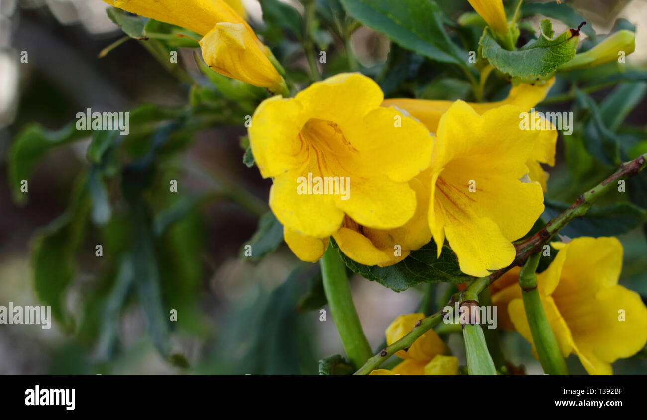 Flores amarillas en el cebador plano. Flores amarillas en el primer plano. Foto de stock