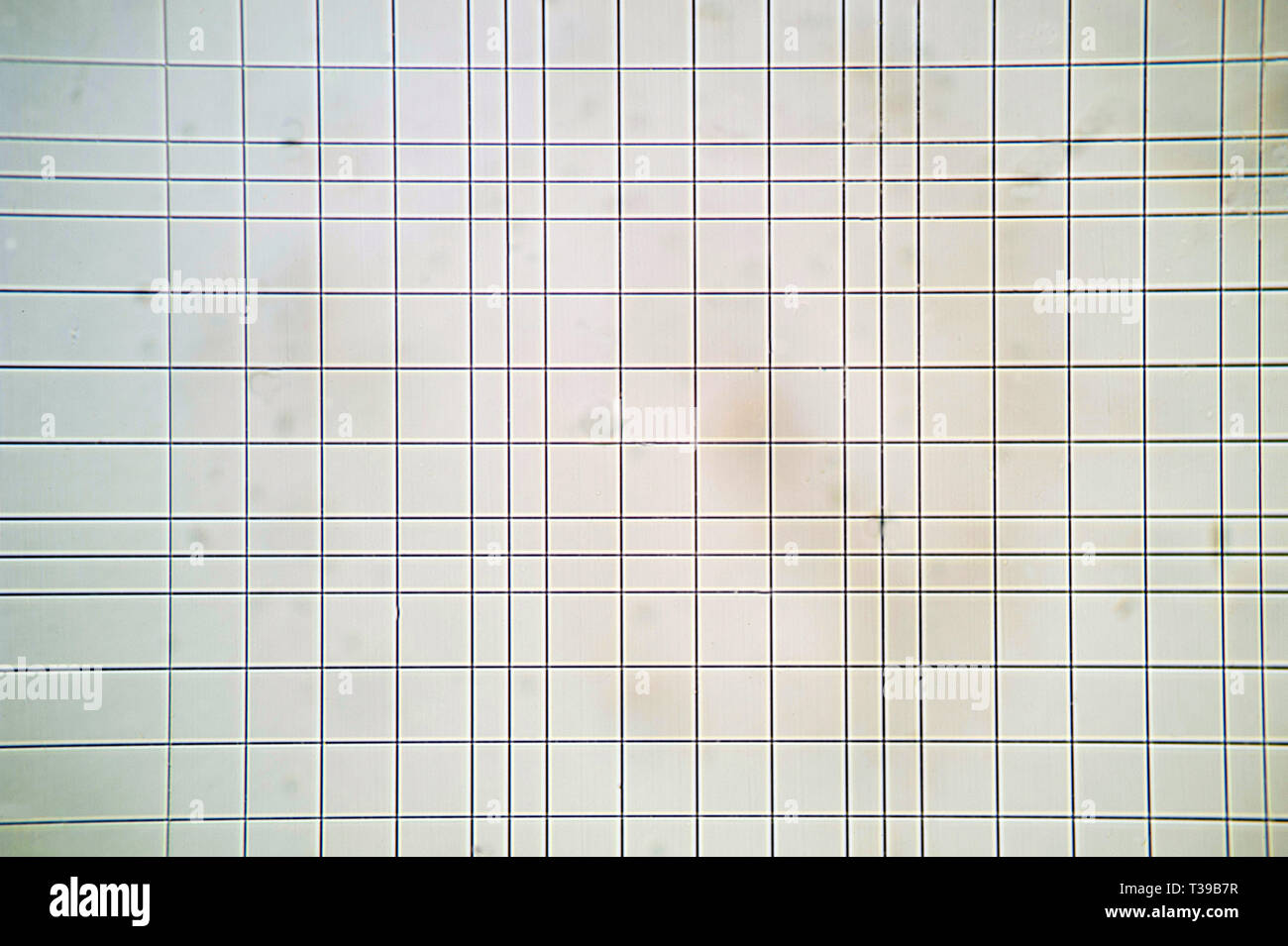 Vista microscópica del escrutinio Thoma cámara Foto de stock