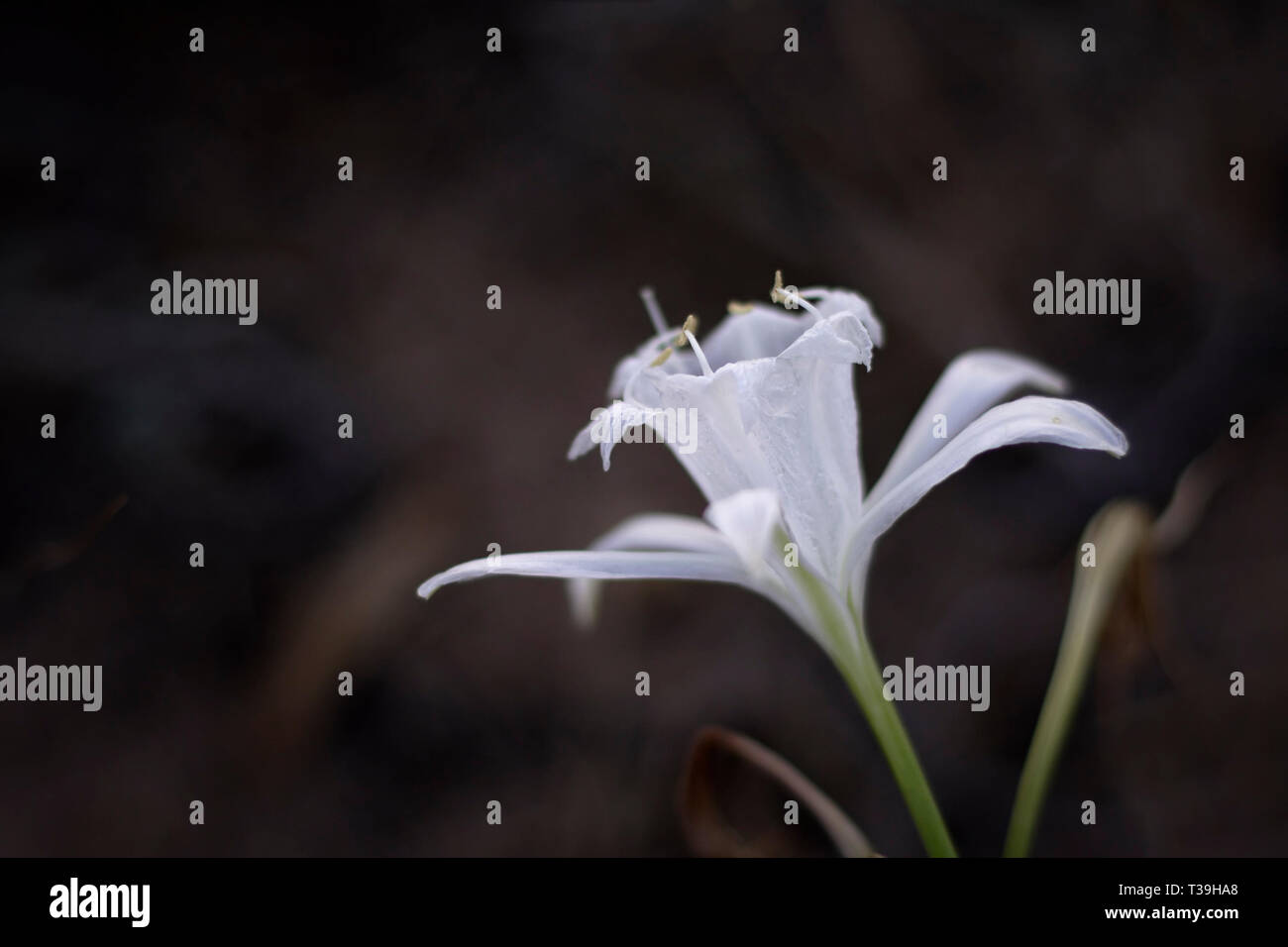 Azucena silvestre DOF superficial del mar, las dunas al atardecer  Fotografía de stock - Alamy