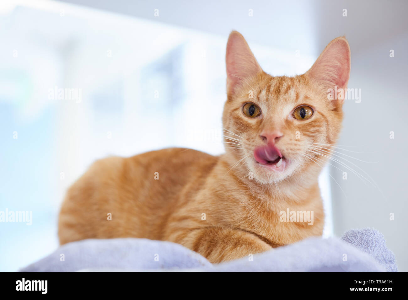 Un joven gato atigrado rojo es lamer su rostro después de comer Foto de stock