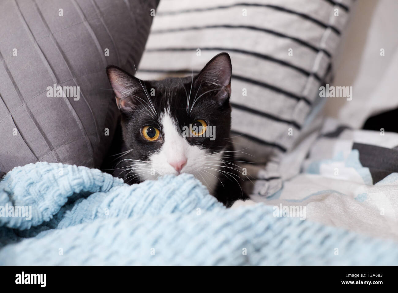 Un blanco y negro tuxedo cat está ocultando en una cama entre almohadas y detrás de una manta azul Foto de stock