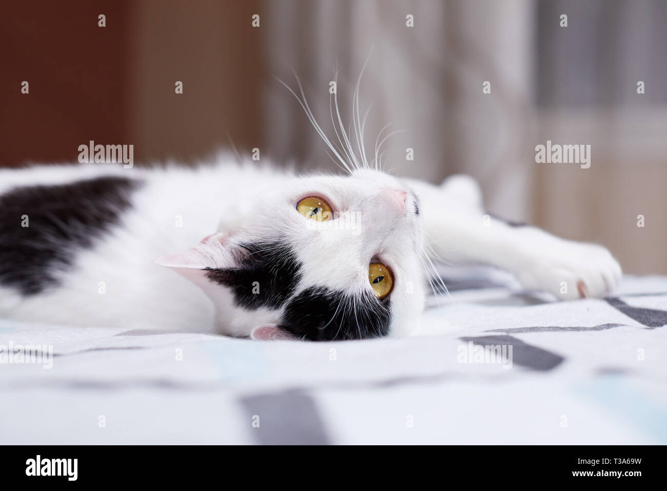 Un relajado gato blanco con marcas negras está rodando sobre una cama, en su casa y se siente feliz Foto de stock