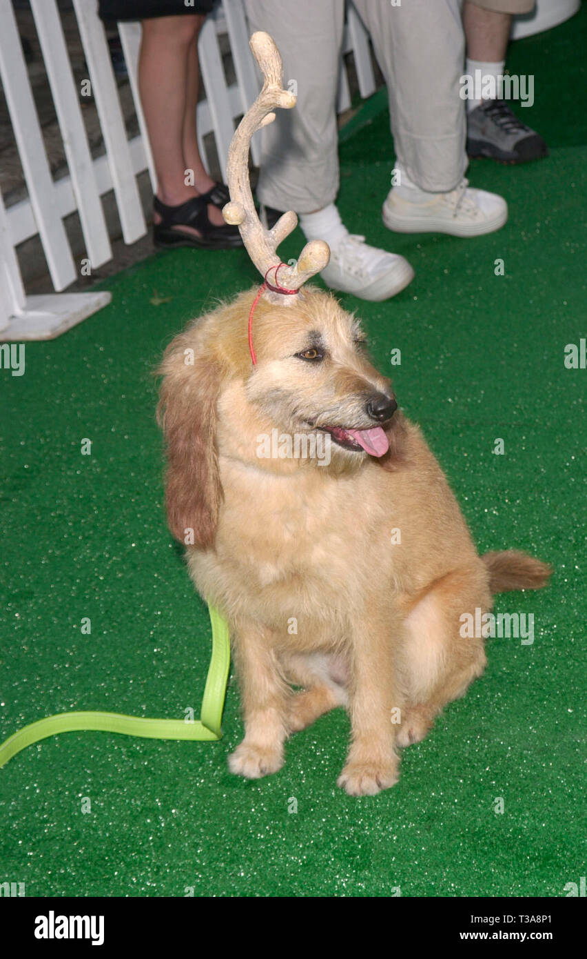 Max dog grinch stole christmas fotografías e imágenes de alta resolución -  Alamy