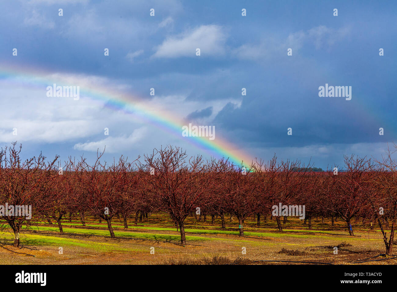 California almendras son la olla de oro al final del arco iris Foto de stock