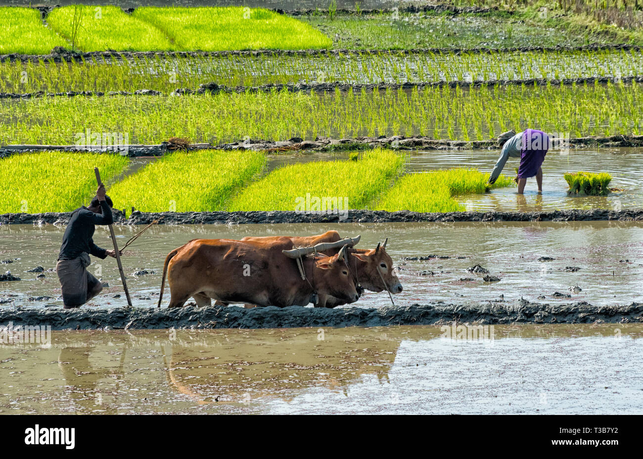 Los agricultores sembrar semillas de arroz y arar con vaca en el arrozal, Rangamati, de la división de Chittagong, Bangladesh Foto de stock