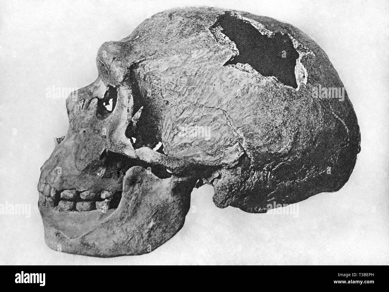 cráneo humano Foto de stock