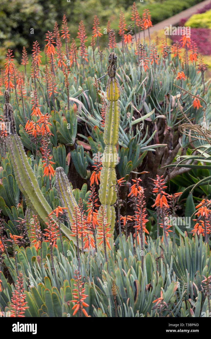 Planta de Aloe en flor. Espectaculares altos picos de flores tubulares de color naranja brillante de un Aloe las especies suculentas en flor son decorativas y duraderos Fotografía de stock - Alamy Planta de Aloe en flor. Espectaculares altos picos de flores tubulares de color naranja brillante de un Aloe las especies suculentas en flor son decorativas y duraderos Fotografía de stock - Alamy