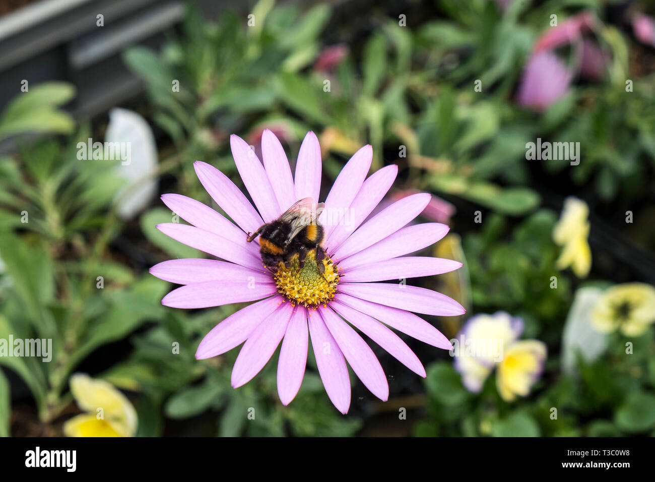 Un abejorro recogiendo el néctar de la flor de Osteospermum jucundum var. compactum. Foto de stock