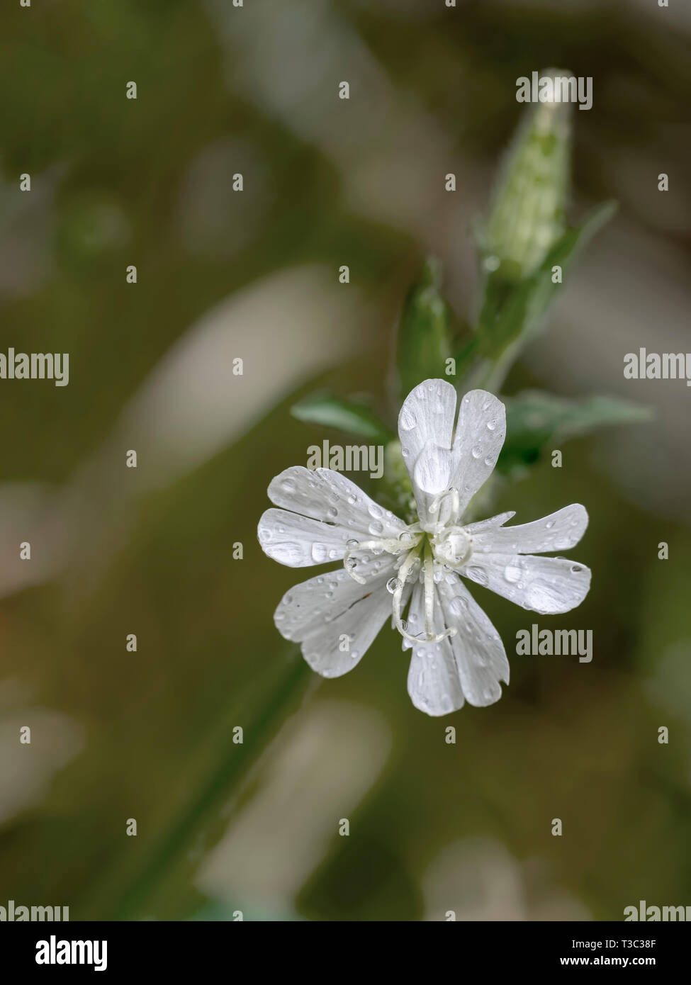 Blanco Campion flor salvaje, Silene latifolia, closeup detalle en la naturaleza. Foto de stock